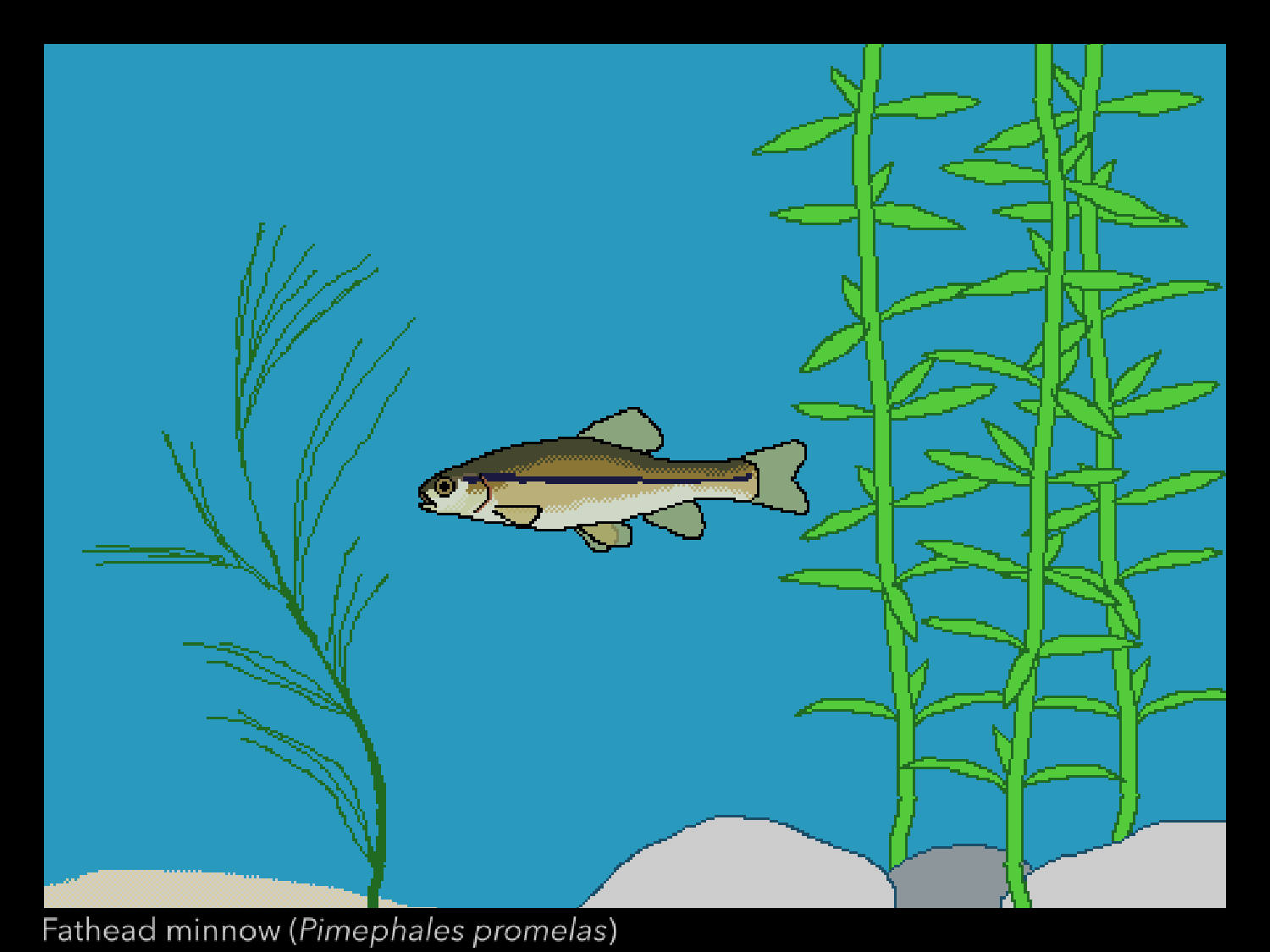 Pixel art of a minnow.